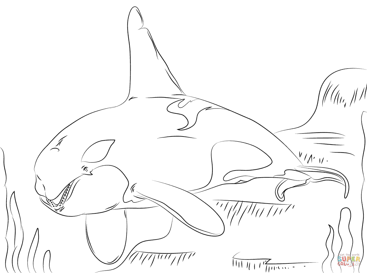 Ausmalbild: Schöner Killerwal | Ausmalbilder Kostenlos Zum bei Orca Bilder Zum Ausmalen