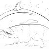 Ausmalbild: Springender Killerwal | Ausmalbilder Kostenlos bestimmt für Orca Bilder Zum Ausmalen