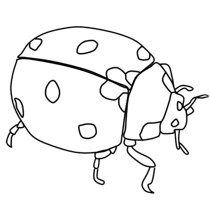 8 Beste Ausmalbilder Marienkäfer Kleeblatt Tiere Gratis (Mit ganzes