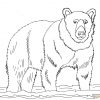 Ausmalbilder Bären - Malvorlagen Kostenlos Zum Ausdrucken bei Bären Bilder Zum Ausdrucken