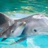 Ausmalbilder Delphin Zum Ausdrucken - 1Ausmalbilder bestimmt für Delphine Bilder Kostenlos