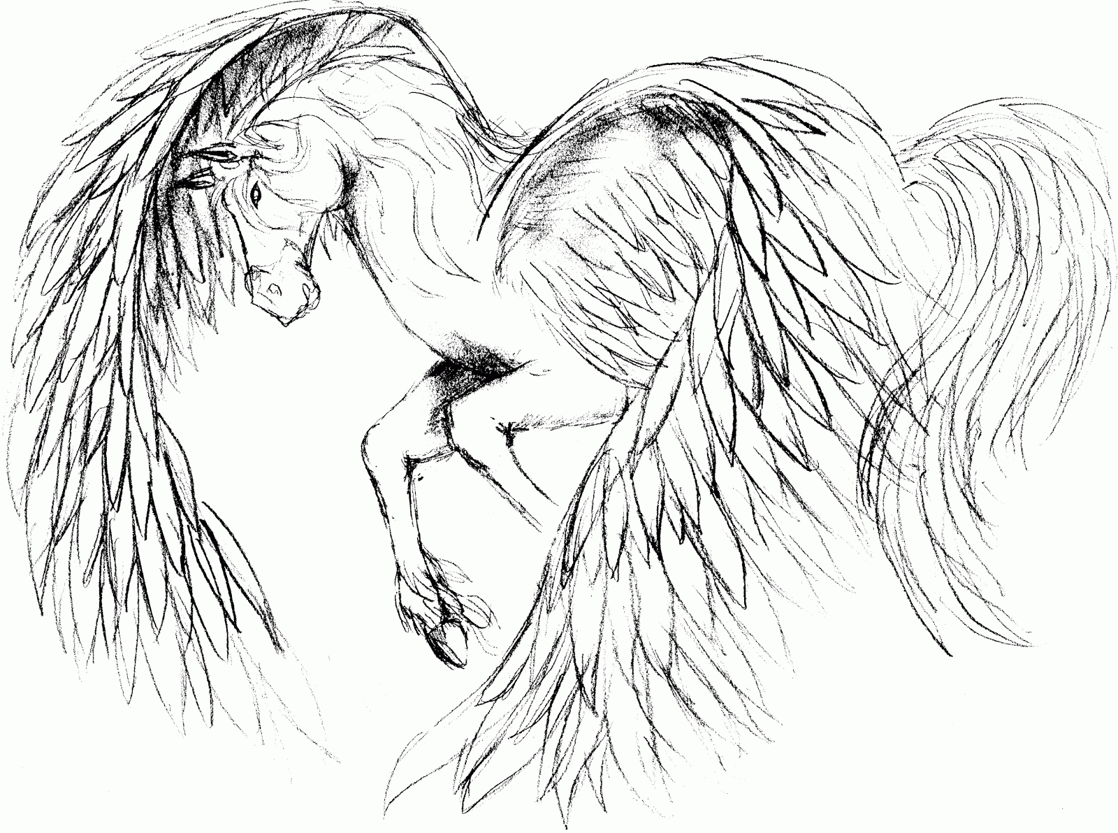 Ausmalbilder Einhorn Pegasus bei Pegasus Ausmalbilder