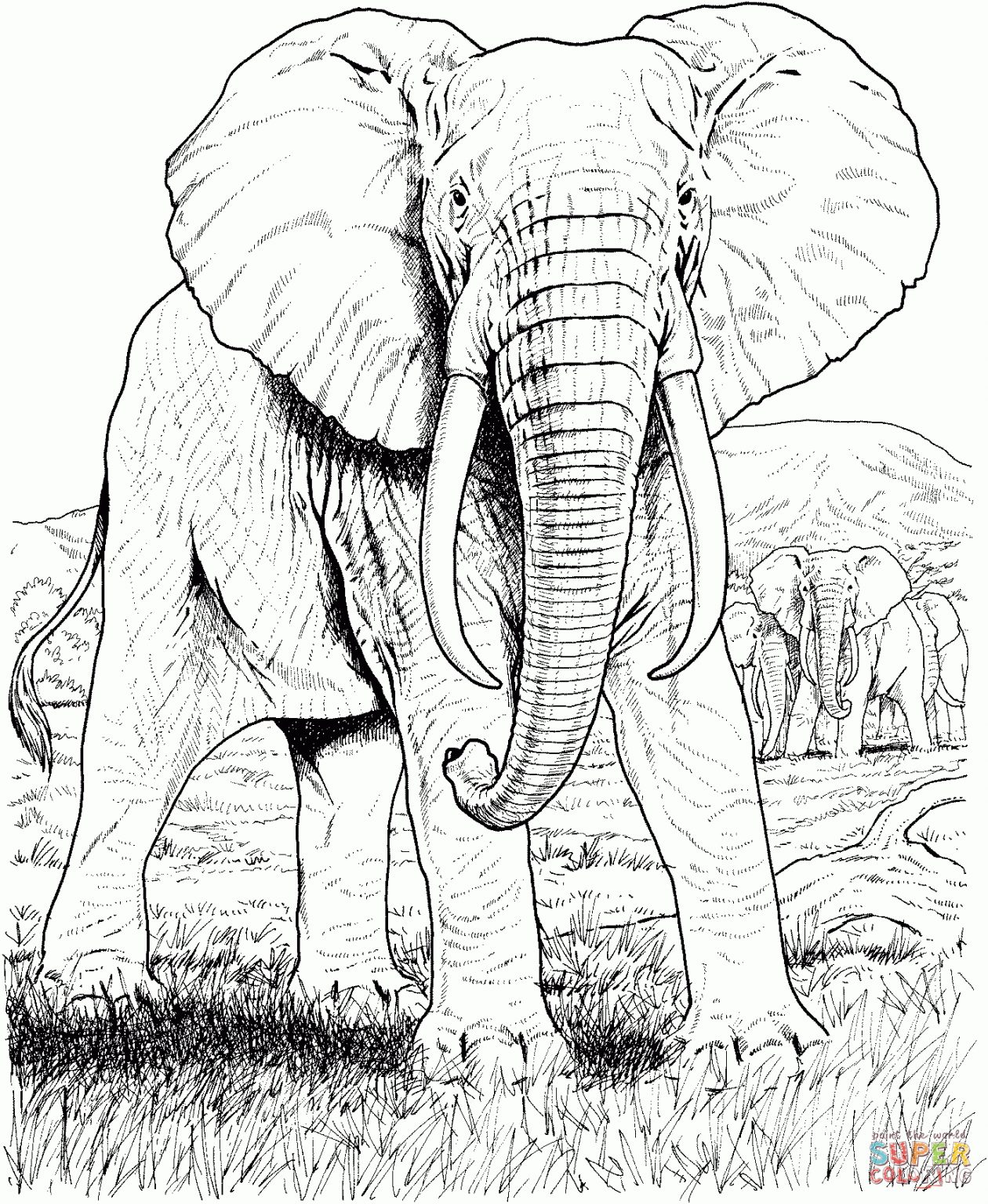 ausmalbilder elefanten  malvorlagen kostenlos zum
