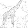 Ausmalbilder Giraffen - Malvorlagen Kostenlos Zum Ausdrucken verwandt mit Giraffe Ausmalbild