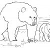 Ausmalbilder Grizzlybären - Malvorlagen Kostenlos Zum Ausdrucken über Bär Zum Ausmalen
