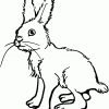 Ausmalbilder Hasen - Malvorlagen Kostenlos Zum Ausdrucken über Kaninchen Zum Ausmalen
