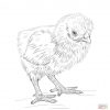 Ausmalbilder Hühner - Malvorlagen Kostenlos Zum Ausdrucken bestimmt für Hühner Ausmalbilder