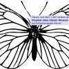 Ausmalbilder Käfer, Schmetterlinge, Insekten in Kostenlose Malvorlage Schmetterling