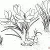 Ausmalbilder Krokusse - Malvorlagen Kostenlos Zum Ausdrucken mit Ausmalbilder Frühlingsblumen
