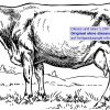 Ausmalbilder Kühe für Malvorlagen Kühe