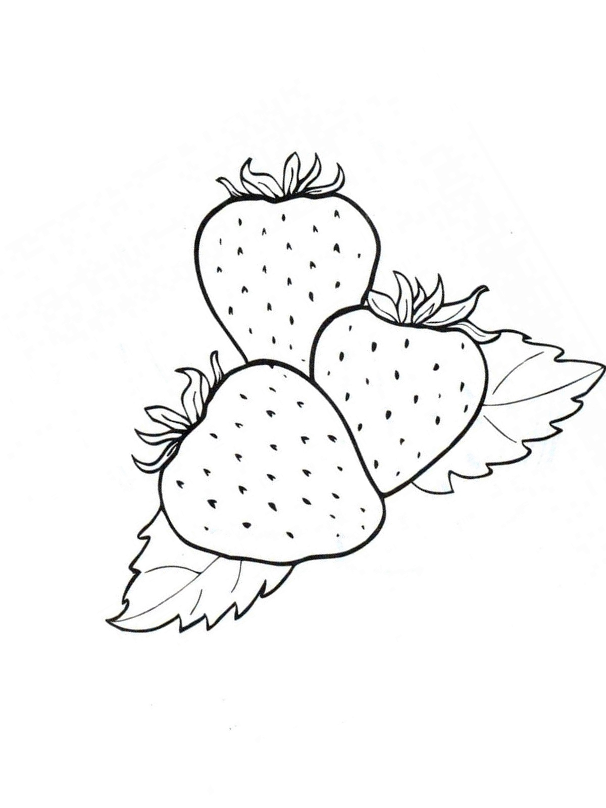 Ausmalbilder, Malvorlagen – Erdbeere Kostenlos Zum mit Malvorlage Erdbeere
