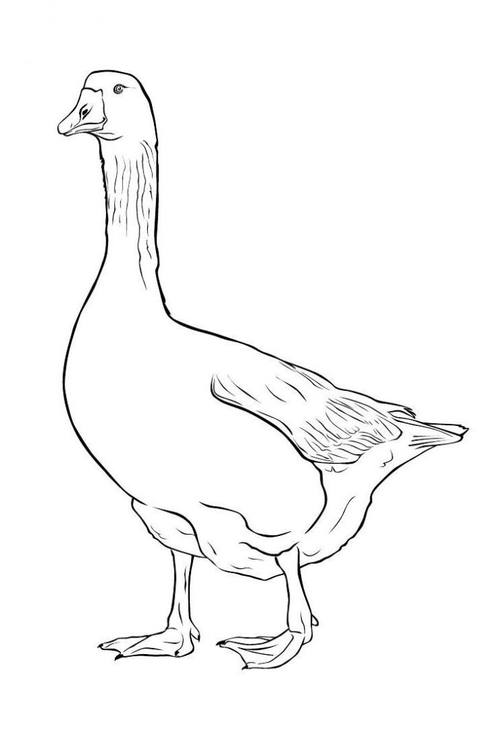 Ausmalbilder, Malvorlagen – Gans Kostenlos Zum Ausdrucken mit