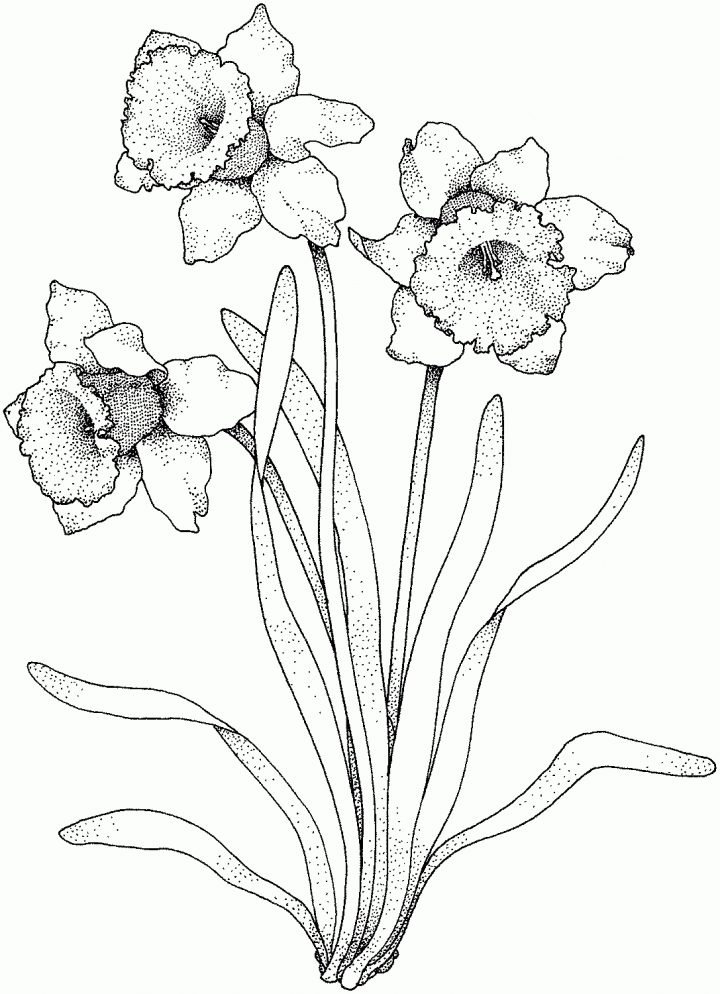 Osterglocken Zum Ausmalen - kinderbilder.download | kinderbilder.download