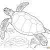 Ausmalbilder Meeresschildkröten - Malvorlagen Kostenlos Zum für Malvorlage Schildkröte