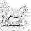 Ausmalbilder Pferde - Malvorlagen Kostenlos Zum Ausdrucken mit Ausmalbilder Pferde Und Ponys