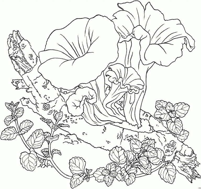Ausmalbilder Pflanzen Kostenlos | Malvorlagen Blumen bei Pflanzen