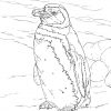 Ausmalbilder Pinguine - Malvorlagen Kostenlos Zum Ausdrucken bestimmt für Ausmalbilder Pinguine
