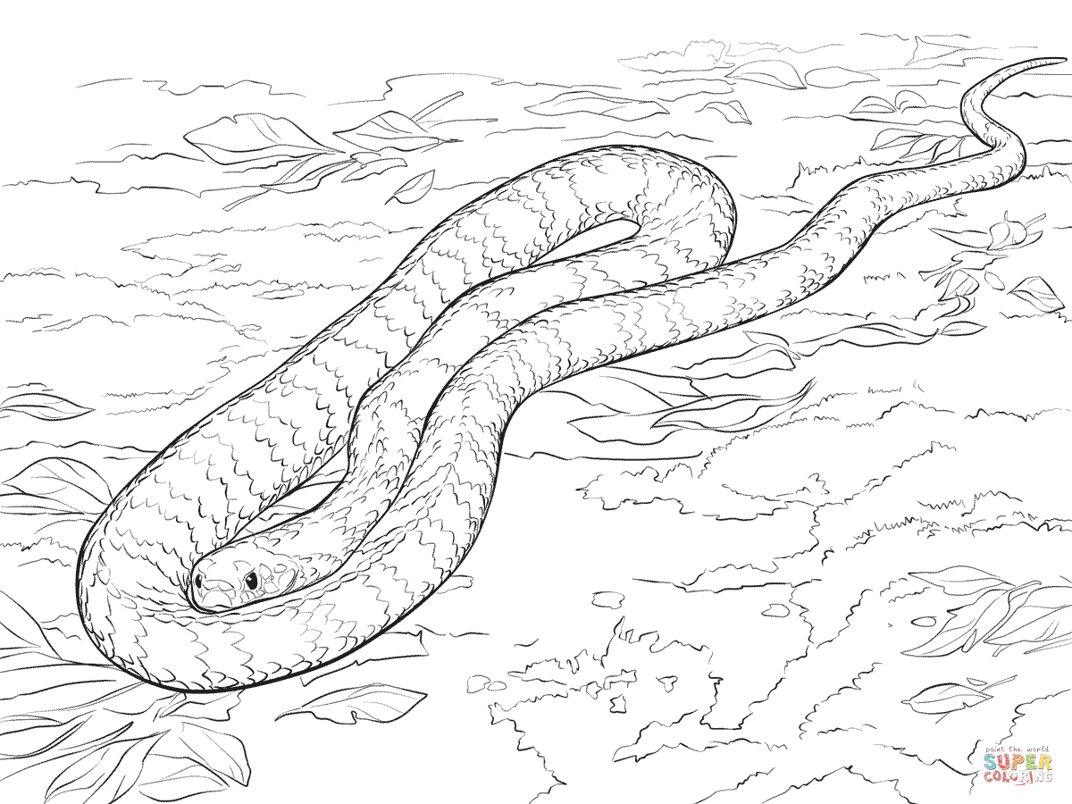 Ausmalbilder Realistische Schlangen - Malvorlagen Kostenlos für Schlangen Ausmalbilder