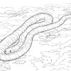 Ausmalbilder Realistische Schlangen - Malvorlagen Kostenlos ganzes Schlange Zum Ausmalen