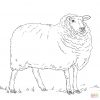 Ausmalbilder Schafe - Malvorlagen Kostenlos Zum Ausdrucken innen Schafe Ausmalbilder