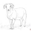 Ausmalbilder Schafe - Malvorlagen Kostenlos Zum Ausdrucken über Schafe Ausmalbilder