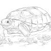 Ausmalbilder Schildkröte - Malvorlagen Kostenlos Zum Ausdrucken bei Schildkröte Ausmalbild