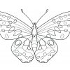 Ausmalbilder Schmetterling - Malvorlagen Kostenlos Zum bestimmt für Schmetterling Zum Ausdrucken