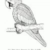 Ausmalbilder Schwer Vogel (Mit Bildern) | Ausmalbilder mit Vogel Zum Ausmalen