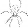 Ausmalbilder Spinnen - Malvorlagen Kostenlos Zum Ausdrucken für Spinnen Ausmalbilder Zum Ausdrucken