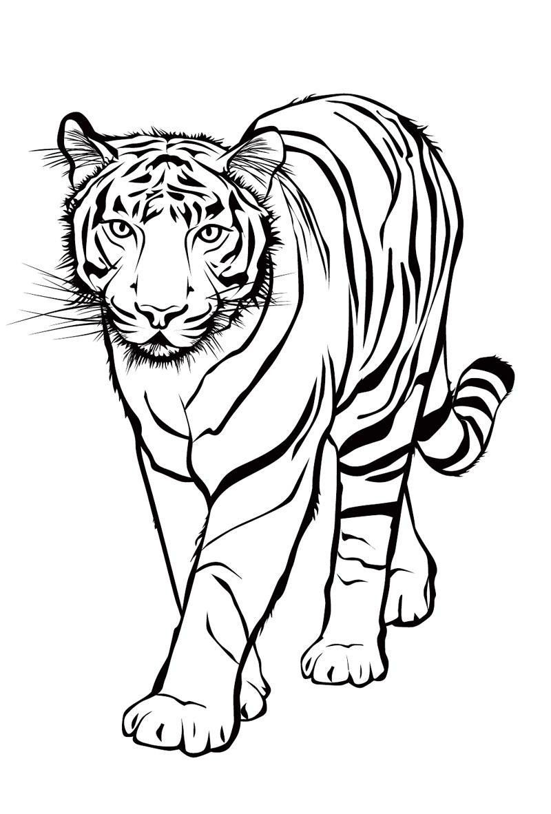 Ausmalbilder Tiere Tigers Tiger | Ausmalen über Ausmalbilder Tiger