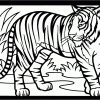 Ausmalbilder Tiger - Malvorlagen Kostenlos Zum Ausdrucken bestimmt für Tiger Malvorlage
