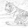 Ausmalbilder Tiger - Malvorlagen Kostenlos Zum Ausdrucken ganzes Tiger Malvorlage