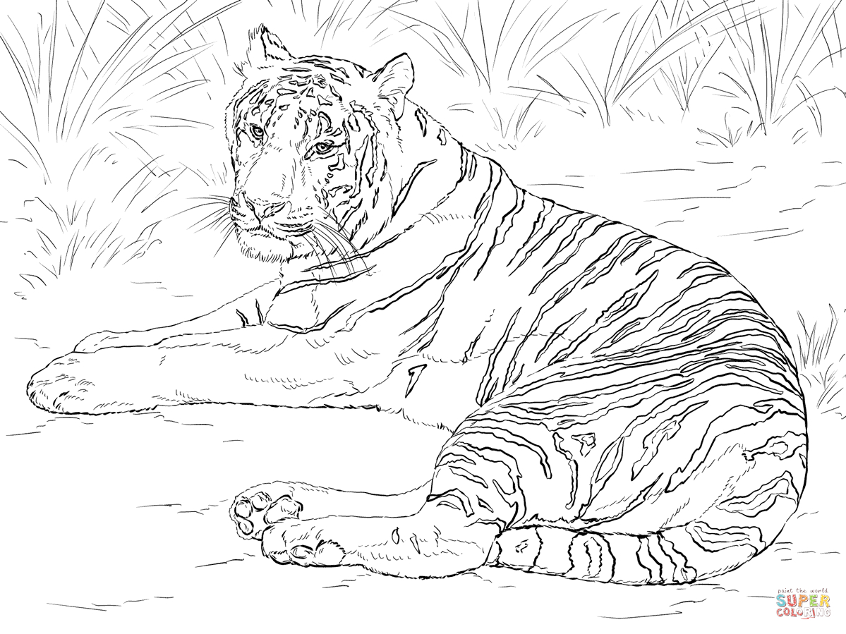 Ausmalbilder Tiger - Malvorlagen Kostenlos Zum Ausdrucken innen Ausmalbilder Tiger