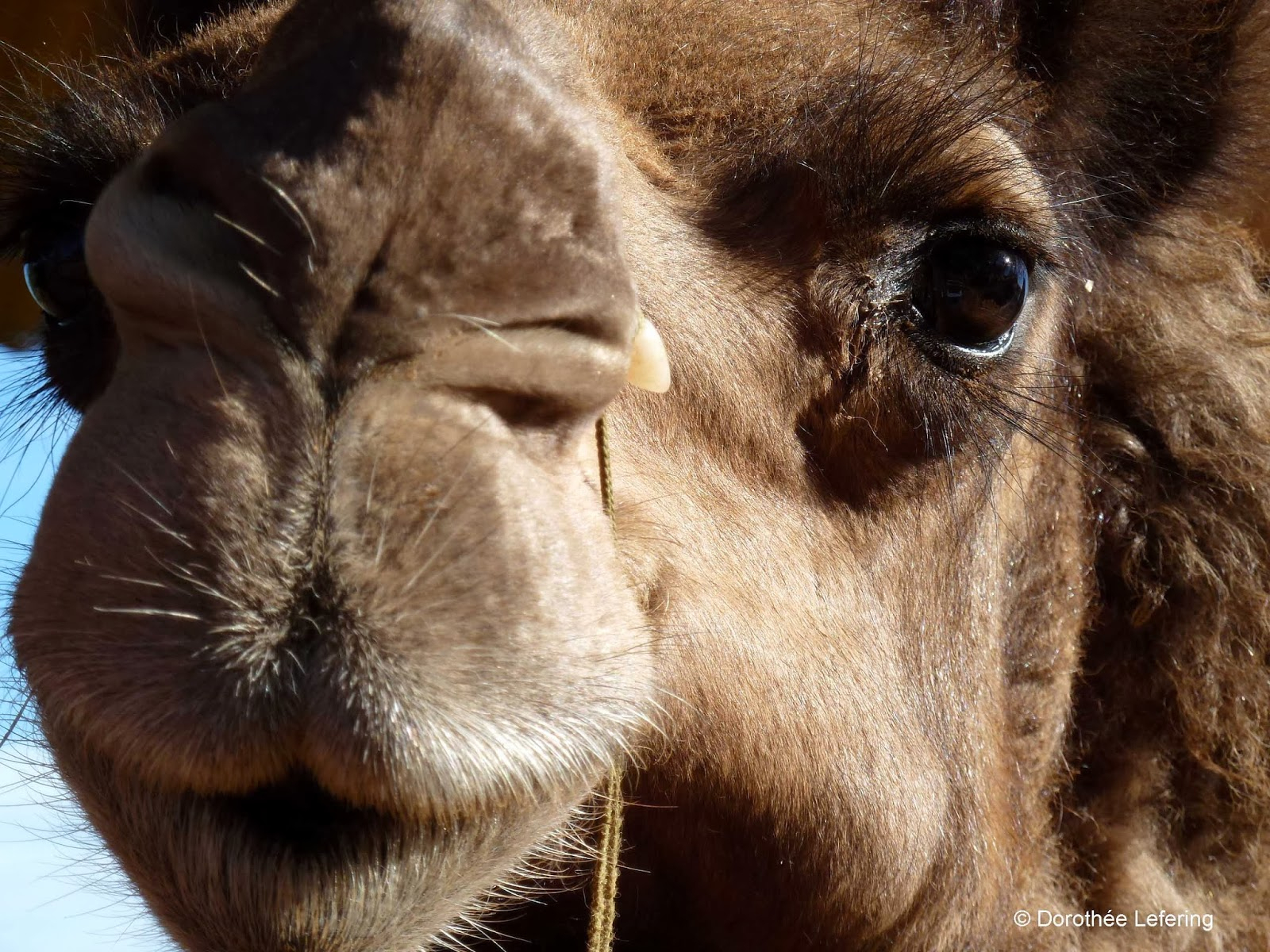 Australien-Ereignisse: Australien: Kamele Haben Unverschämt für Wie Lange Können Kamele Ohne Wasser Auskommen