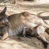 Australiens Tiere | Australien-Information mit Haben Männliche Kängurus Einen Beutel