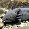 Axolotl – Wikipedia verwandt mit Lachende Fische