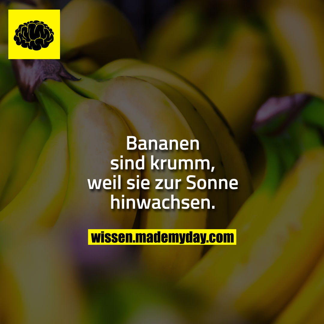 Bananen Sind Krumm, Weil Sie  - Made My Day verwandt mit Warum Warum Ist Die Banane Krumm