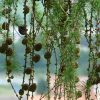 Baum Des Jahres Gekürt: Die Lärche Macht Die Luft Sauber - N verwandt mit Welcher Nadelbaum Wirft Seine Nadeln Ab