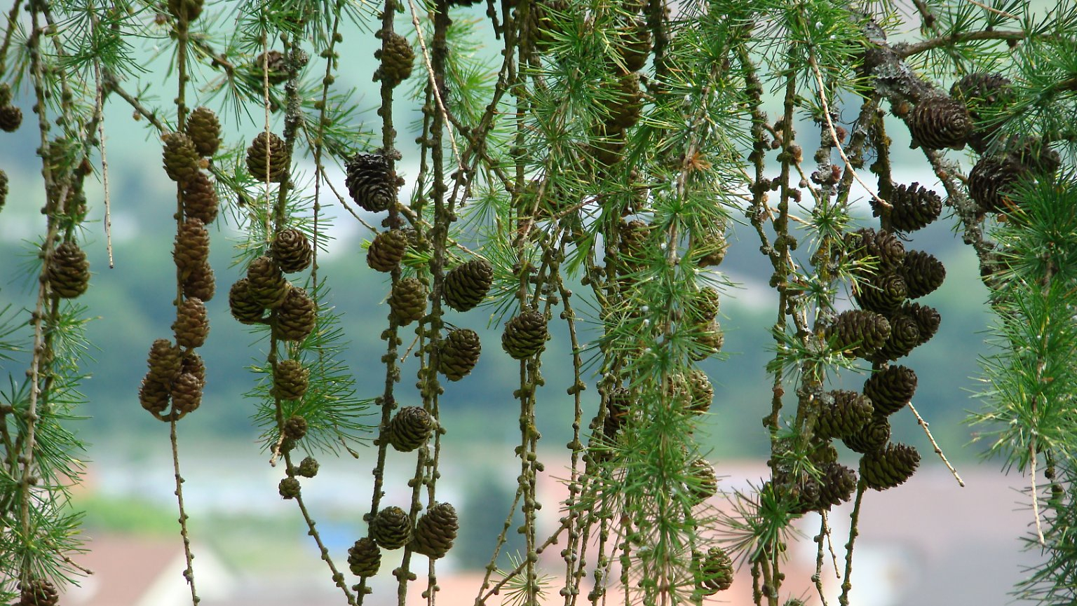 Baum Des Jahres Gekürt: Die Lärche Macht Die Luft Sauber - N verwandt mit Welcher Nadelbaum Wirft Seine Nadeln Ab