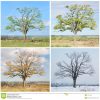 Baum Mit Vier Jahreszeiten Stockbild. Bild Von Abbildung in 4 Jahreszeiten Baum