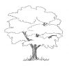 Baum Mit Wurzeln Ausmalbild | Baum Umriss, Malvorlagen ganzes Malvorlage Stammbaum