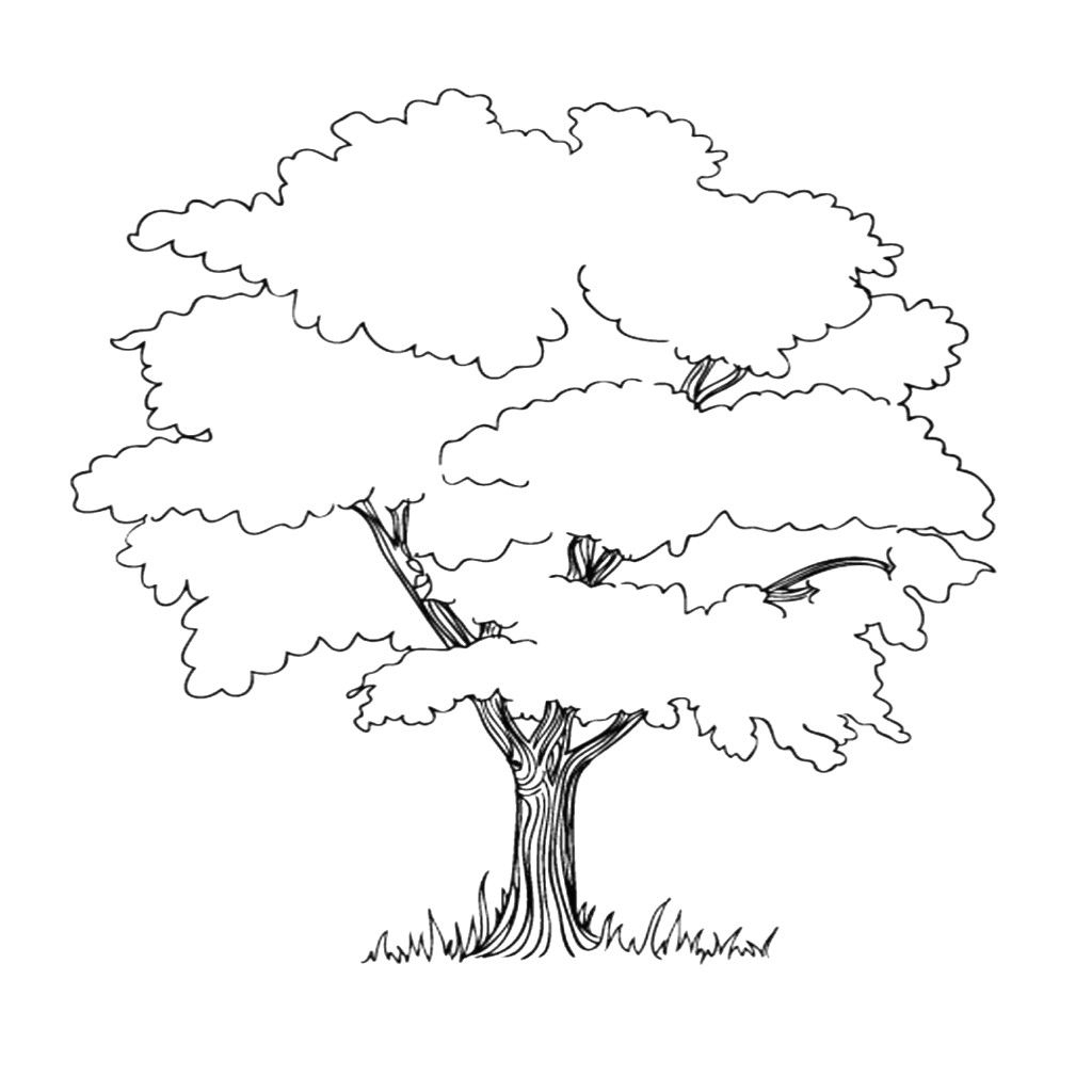 Baum Mit Wurzeln Ausmalbild | Baum Umriss, Malvorlagen über Malvorlage Baum