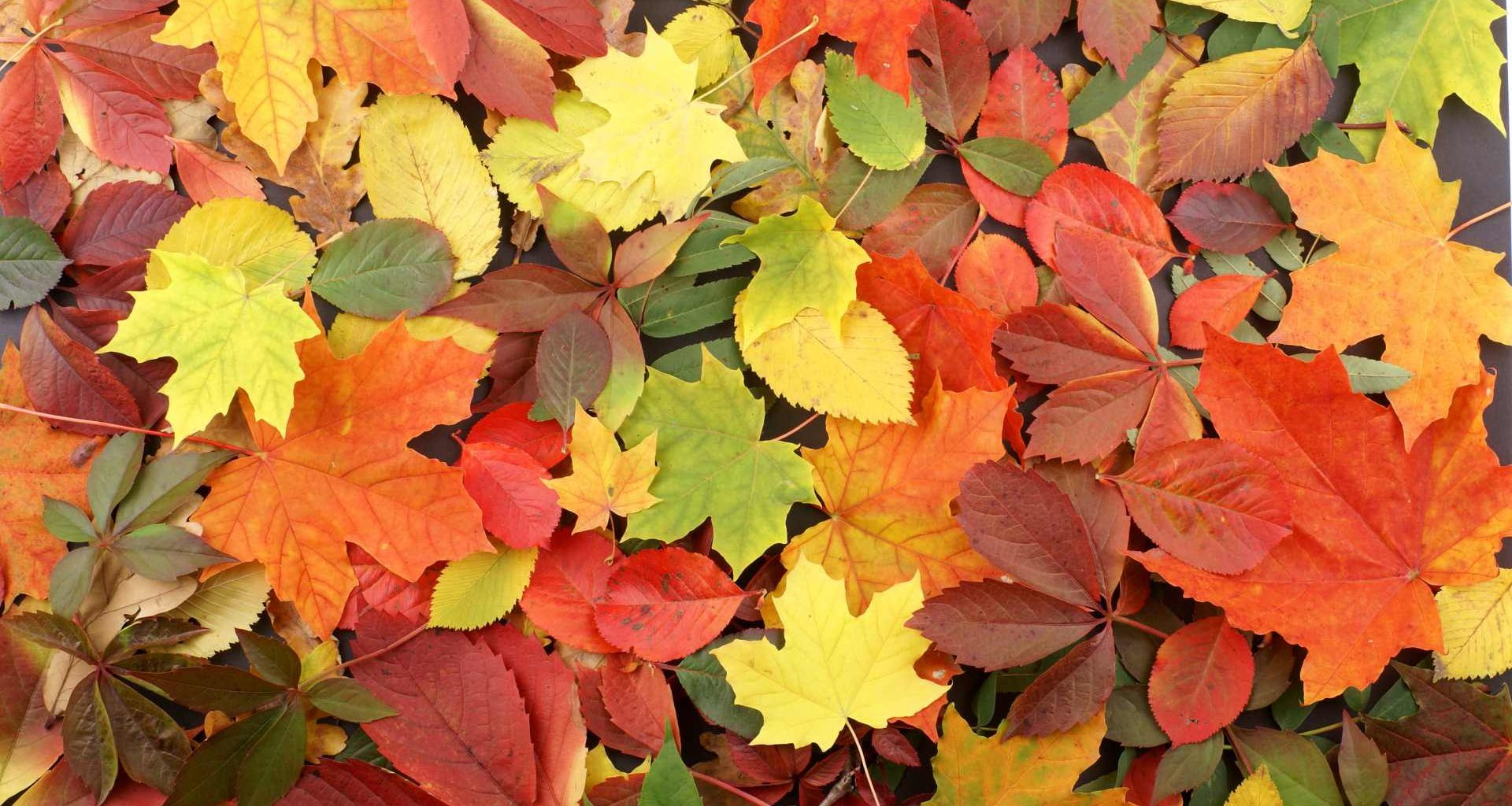 Bäume Sehen Mit Ihren Blättern - Naturwald Akademie bestimmt für Warum Fallen Im Herbst Die Blätter Von Den Bäumen