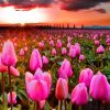 Beautiful.༺✿༻ (Mit Bildern) | Tulpen Garten, Feld Mit verwandt mit Blumenbilder Kostenlos Herunterladen