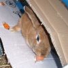 Beschäftigung Für Stallhasen (Mit Bildern) | Haustiere ganzes Kaninchen Als Haustier Was Muss Man Beachten