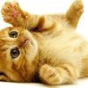 Beste Süße Katzenbilder: Süße Katzen Bilder über Katzenbilder Zum Ausdrucken