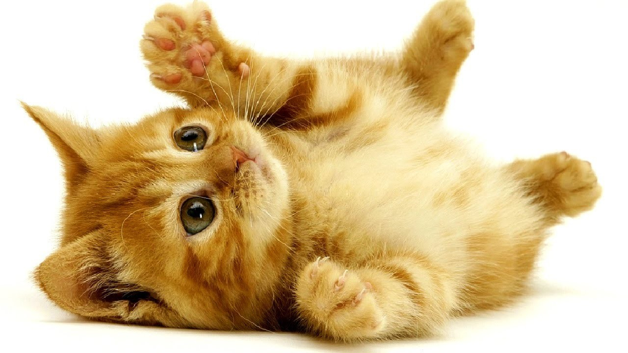 Beste Süße Katzenbilder: Süße Katzen Bilder über Katzenbilder Zum Ausdrucken