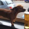 Bier Für Hunde: Dürfen Sie Es Trinken? ganzes Was Passiert Wenn Hunde Alkohol Trinken