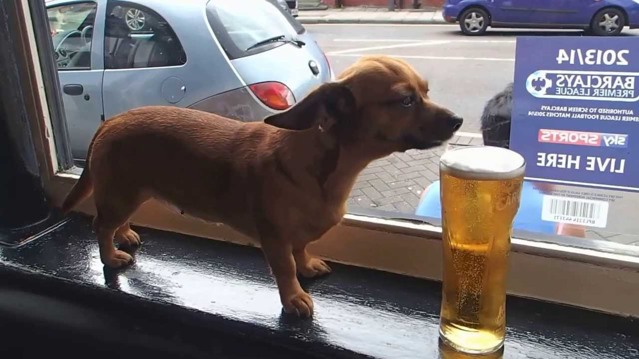 Bier Für Hunde: Dürfen Sie Es Trinken? ganzes Was Passiert Wenn Hunde Alkohol Trinken