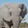 Bilder Und Fotos Afrika Namibia Als Wallpaper Desktop über Elefanten Bilder Kostenlos